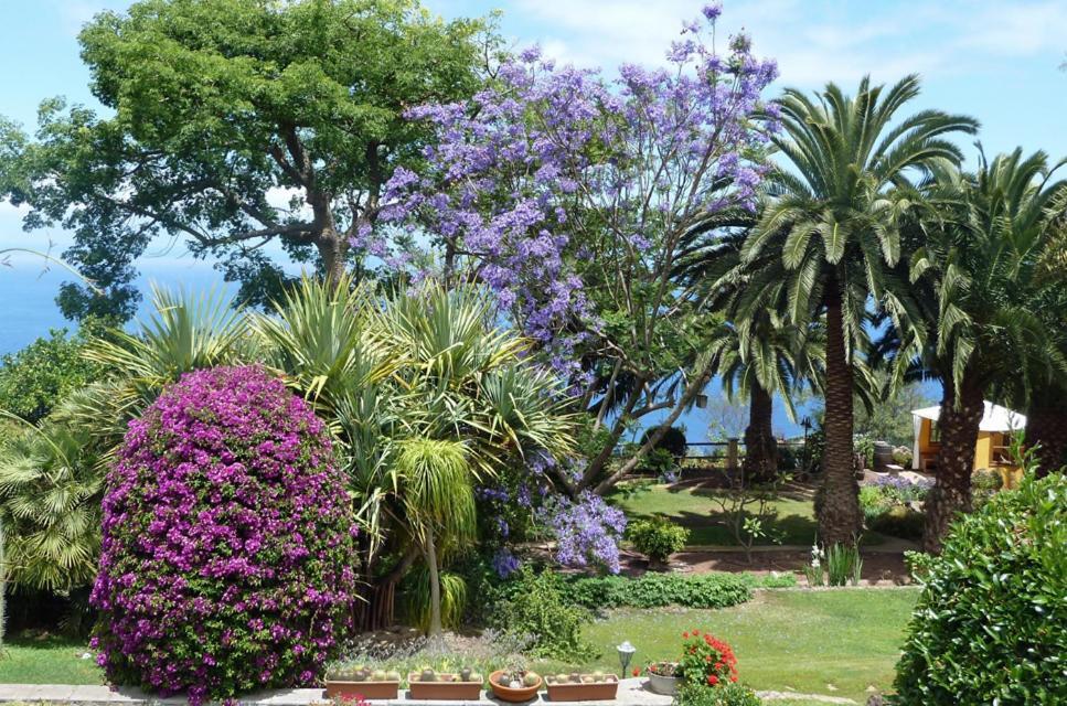 Hôtel Finca Casa Vieja à Santa Úrsula Extérieur photo